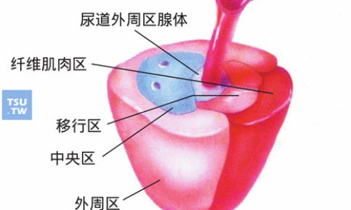 前列康胶囊功能与主治-前列康片和胶囊的区别网—知名的前列康片和胶囊哪个好网站,分享前列康片和前列舒通胶囊哪个效果好知识