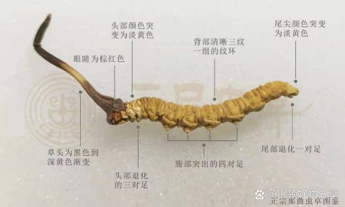 前列康胶囊功能与主治-前列康片和胶囊的区别网—知名的前列康片和胶囊哪个好网站,分享前列康片和前列舒通胶囊哪个效果好知识